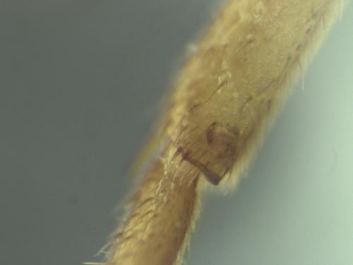 Réf. 316 676 : Nomada fucata